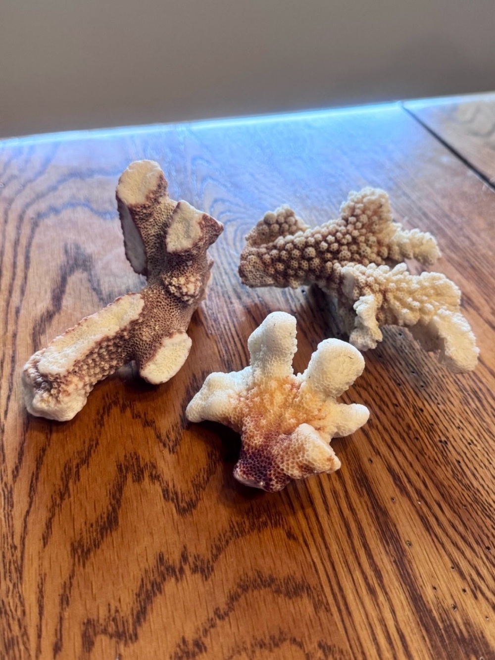 Set of 3 All Natural Coral Decor